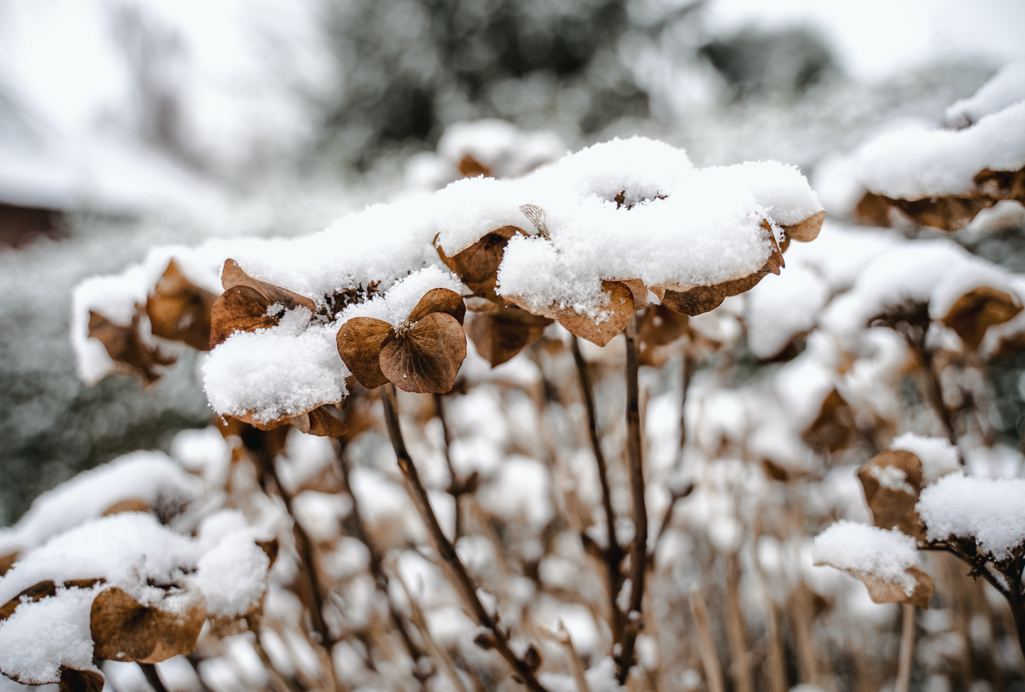 Minishooting - Xmasshooting oder Schneeshooting bei Freudentränen Fotografie