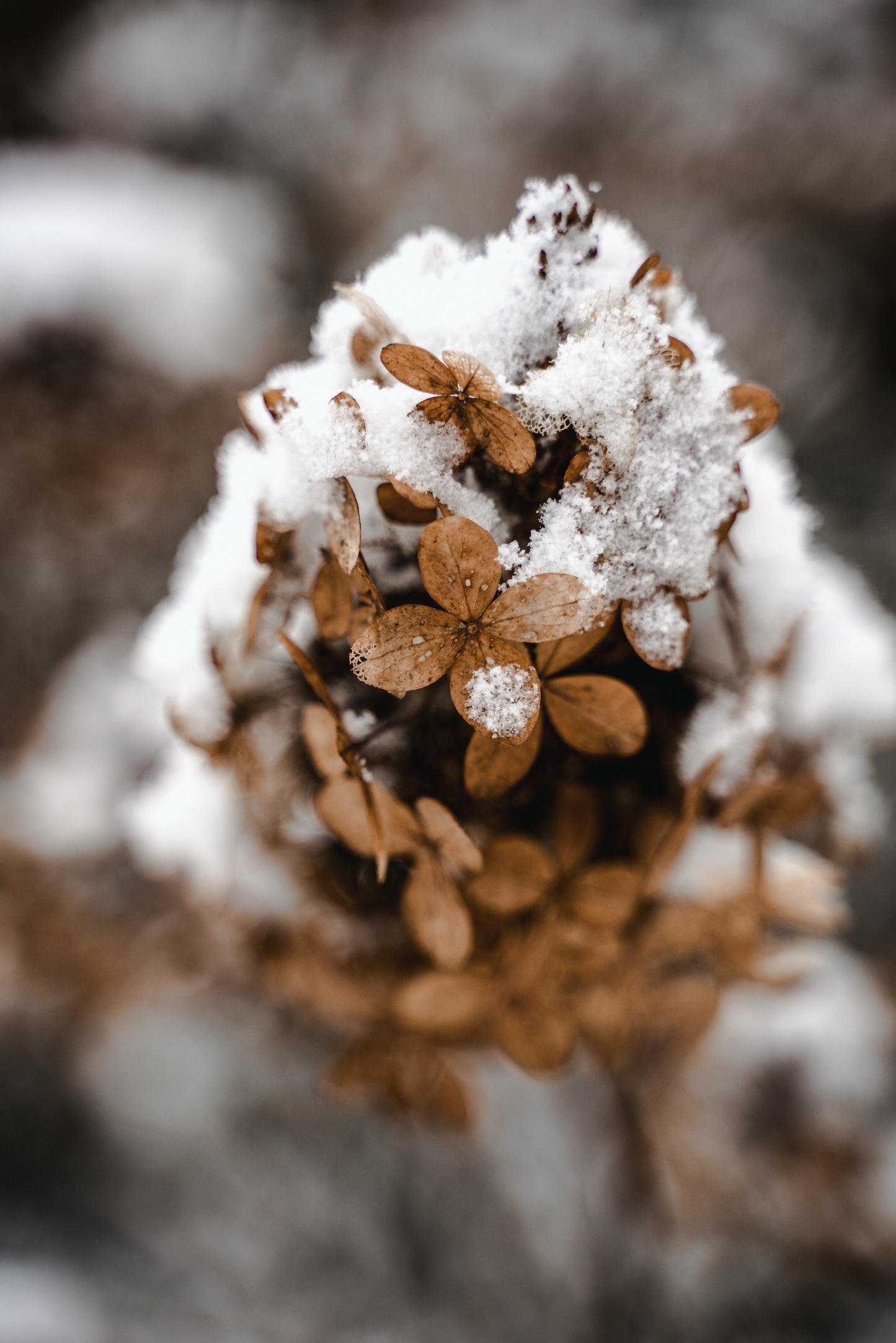 Minishooting - Xmasshooting oder Schneeshooting bei Freudentränen Fotografie